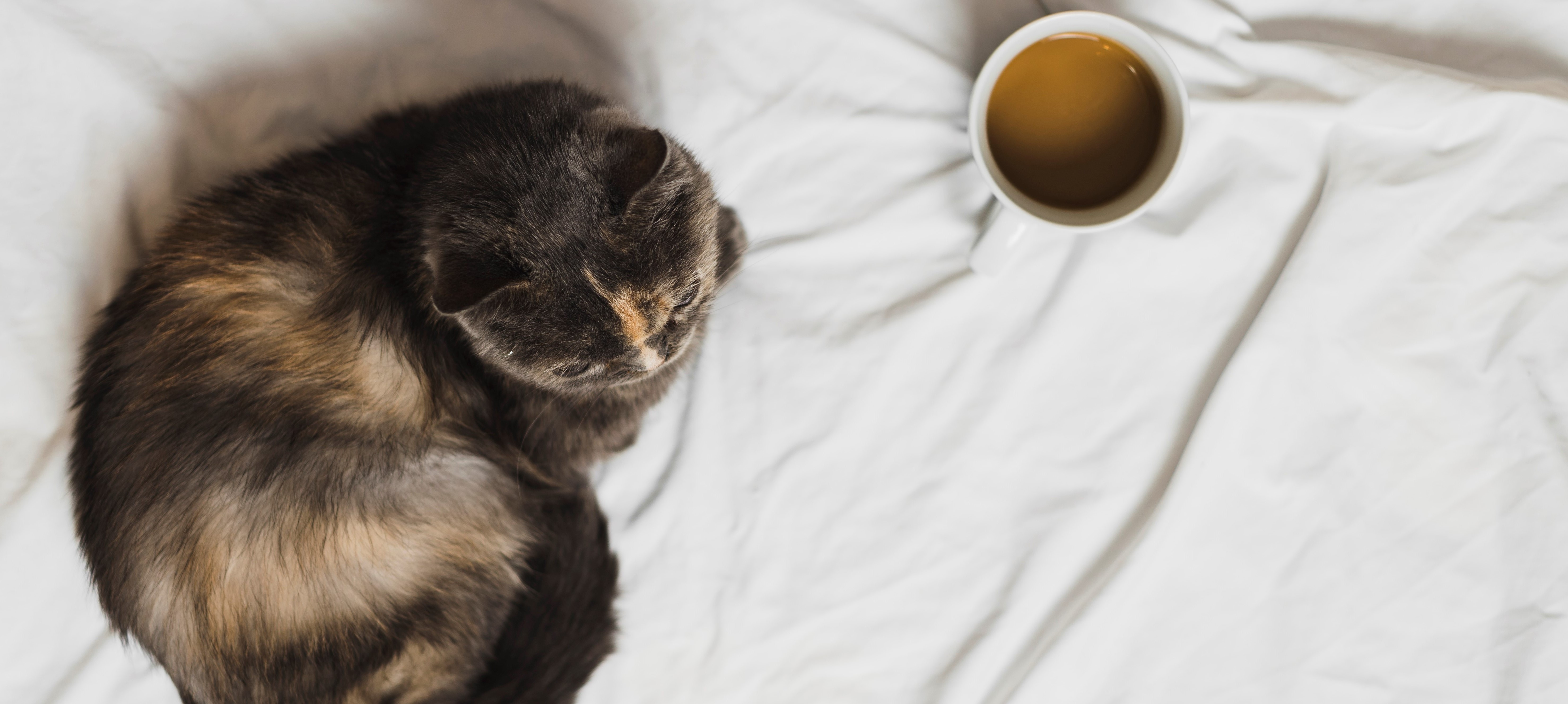 Cat with coffee